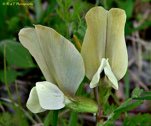 {Vicia grandiflora}